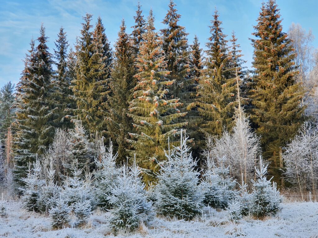 Granar i olika storlekar med pudersnö på grenarna.