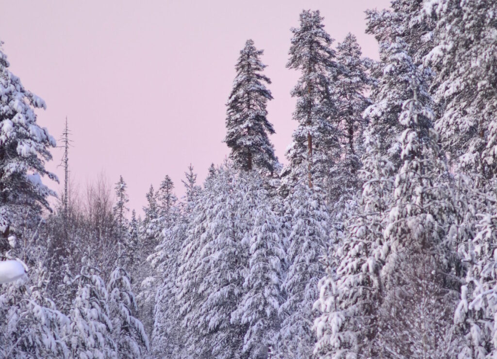 En vintrig skog med snö och rosa ljus