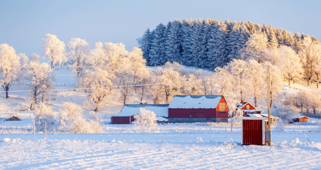 skog, snö, stuga