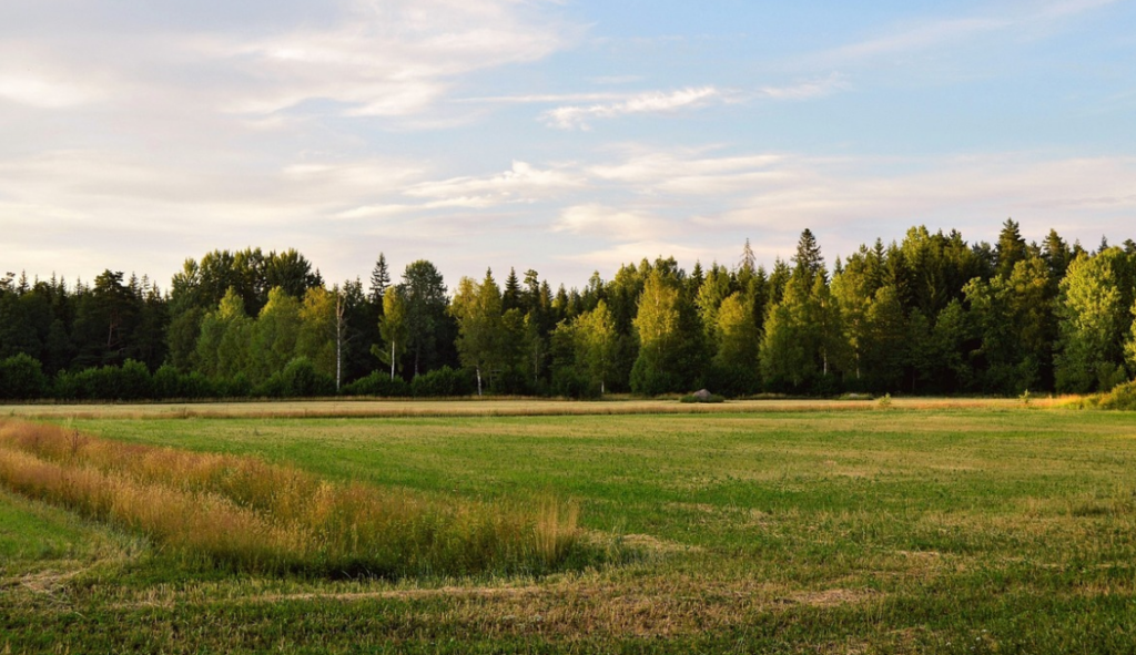 skog, väg himmel