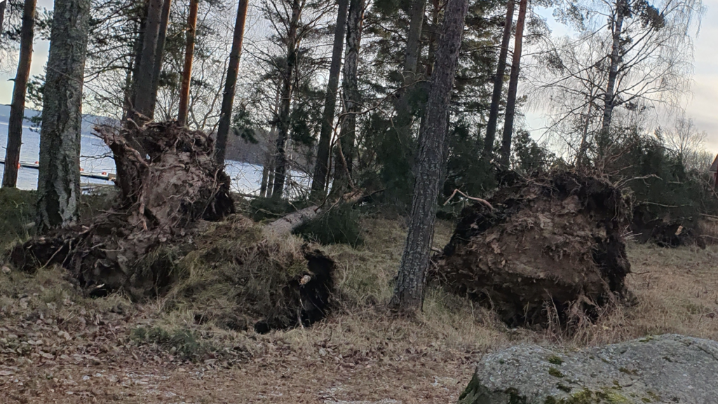 stormskadad skog med trädfällen.