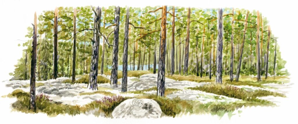 tecknad tallskog.